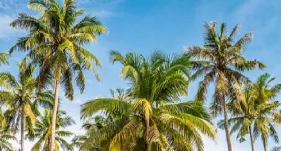 தெங்கு செய்கையாளர்களுக்கான காப்புறுதி திட்டம்